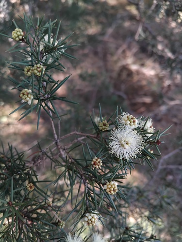 Melaleuca nodosa