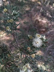 Melaleuca nodosa