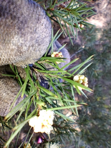 Melaleuca nodosa, photograph 3