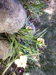 Melaleuca nodosa, photograph (c) Sofia Zvolanek, some rights reserved (CC BY)