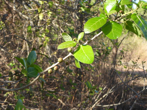 Ficus opposita