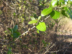 Ficus opposita