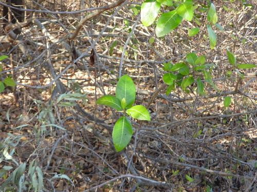 Ficus opposita, photograph 1