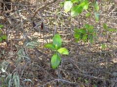 Ficus opposita, photograph author not stated, no rights reserved
