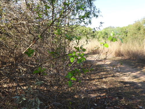 Ficus opposita, photograph 2