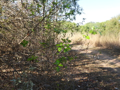 Ficus opposita, photograph author not stated, no rights reserved