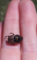 Onthophagus vacca