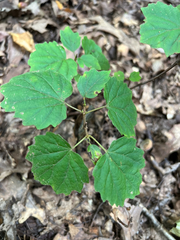 Viburnum acerifolium, photograph author not stated, no rights reserved