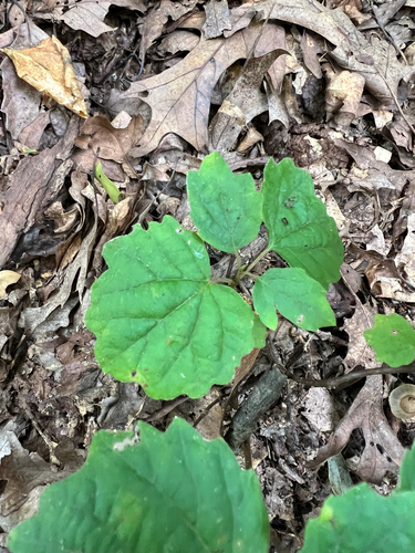 Viburnum acerifolium, photograph 2