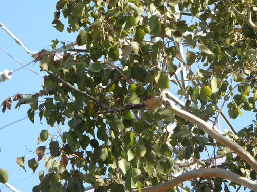 Eucalyptus platyphylla