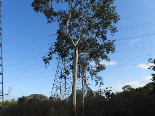Eucalyptus platyphylla, photograph 1