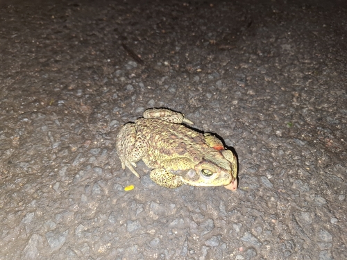 Cururu Toad
