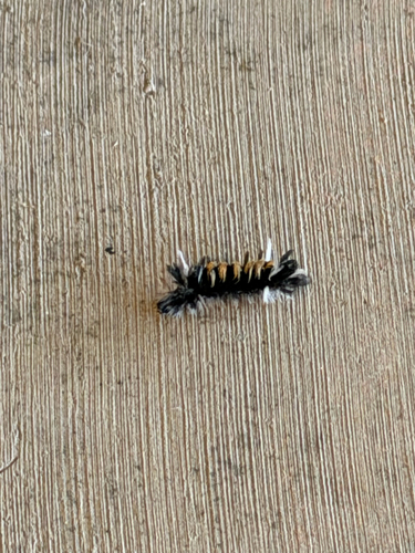 Milkweed Tussock Moth