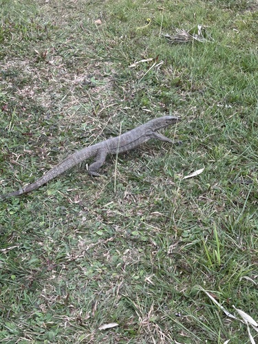Clouded Monitor