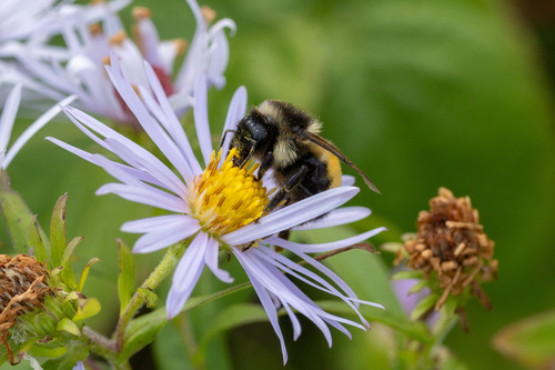 Tricolored Bumble Bee