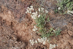 Antennaria luzuloides