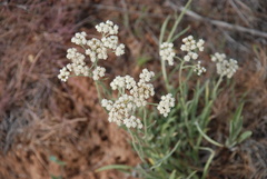 Antennaria luzuloides