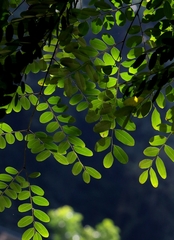 Adenanthera microsperma