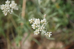 Antennaria luzuloides