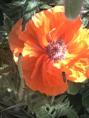 Papaver orientale