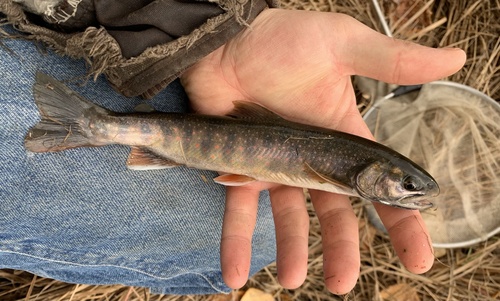 Dolly Varden