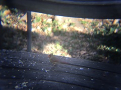Cardinalis cardinalis