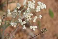 Antennaria luzuloides