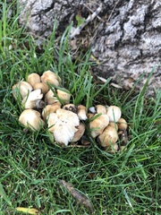 Coprinopsis atramentaria