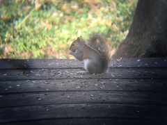 Sciurus carolinensis