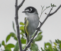 Vireo atricapilla