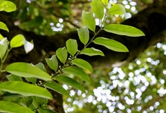 Casearia glomerata