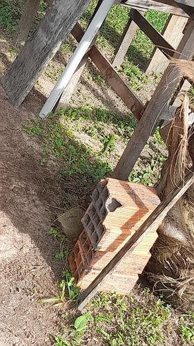 Giant Ameiva