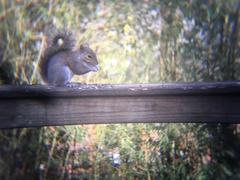 Sciurus carolinensis