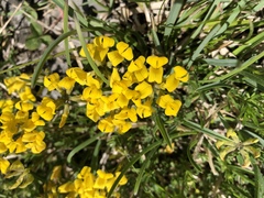 Hippocrepis