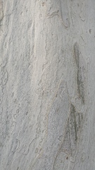 Platanus mexicana