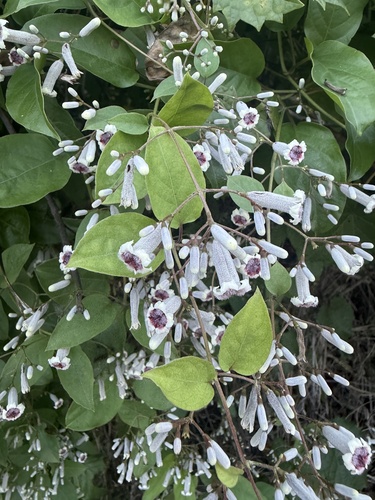 Paederia foetida