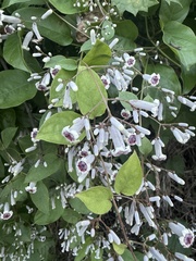 Paederia foetida, photograph (c) Ethan Wright, some rights reserved (CC BY)