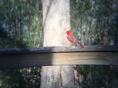 Cardinalis cardinalis