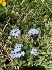 Myosotis alpestris