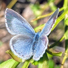 Celastrina argiolus
