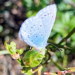 Celastrina argiolus