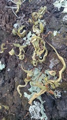 Pleopeltis polylepis