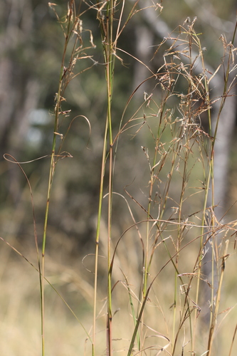 Hyparrhenia hirta