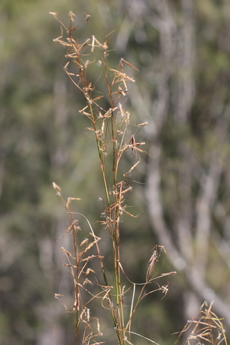 Hyparrhenia hirta, photograph 2