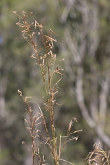 Hyparrhenia hirta, photograph (c) Sofia Zvolanek, some rights reserved (CC BY)