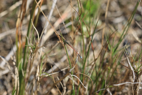 Hyparrhenia hirta, photograph 4