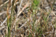 Hyparrhenia hirta, photograph (c) Sofia Zvolanek, some rights reserved (CC BY)