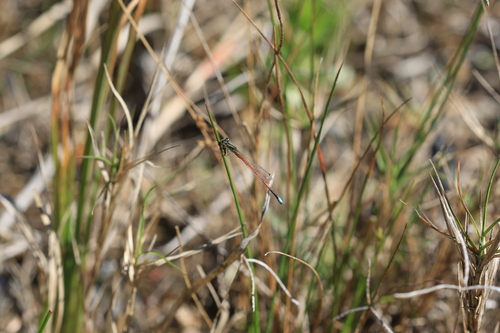 Hyparrhenia hirta, photograph 6