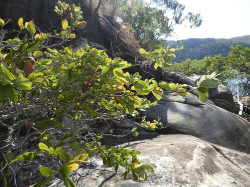 wrinkle pod mangrove