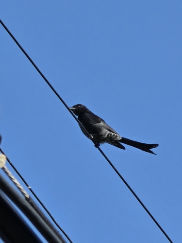 Black Drongo